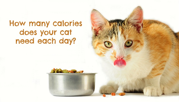 feedcat