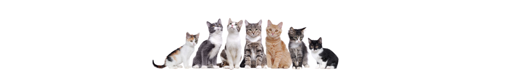 cats